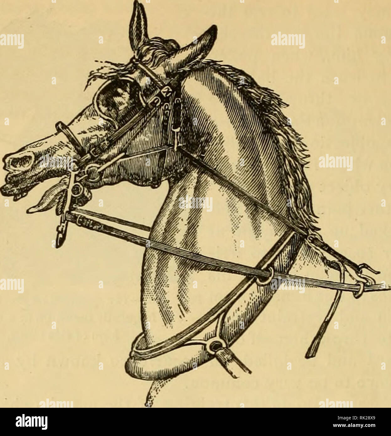 Bearing rein hires stock photography and images Alamy