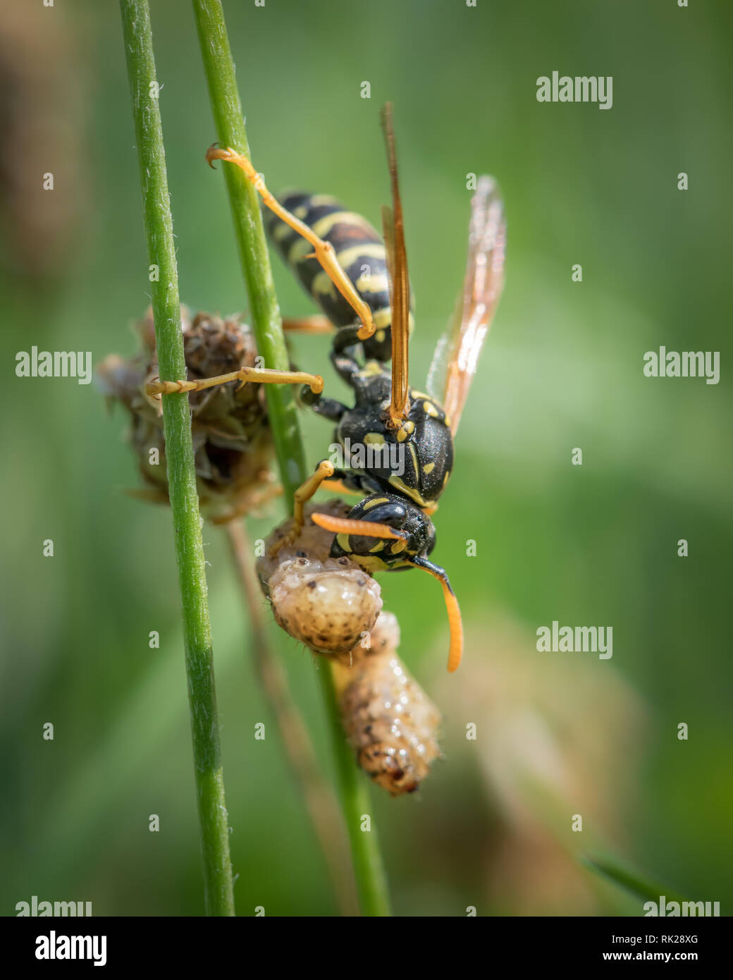 A European paper wasp (Polistes dominula) eating prey sitting on grass Stock Photo