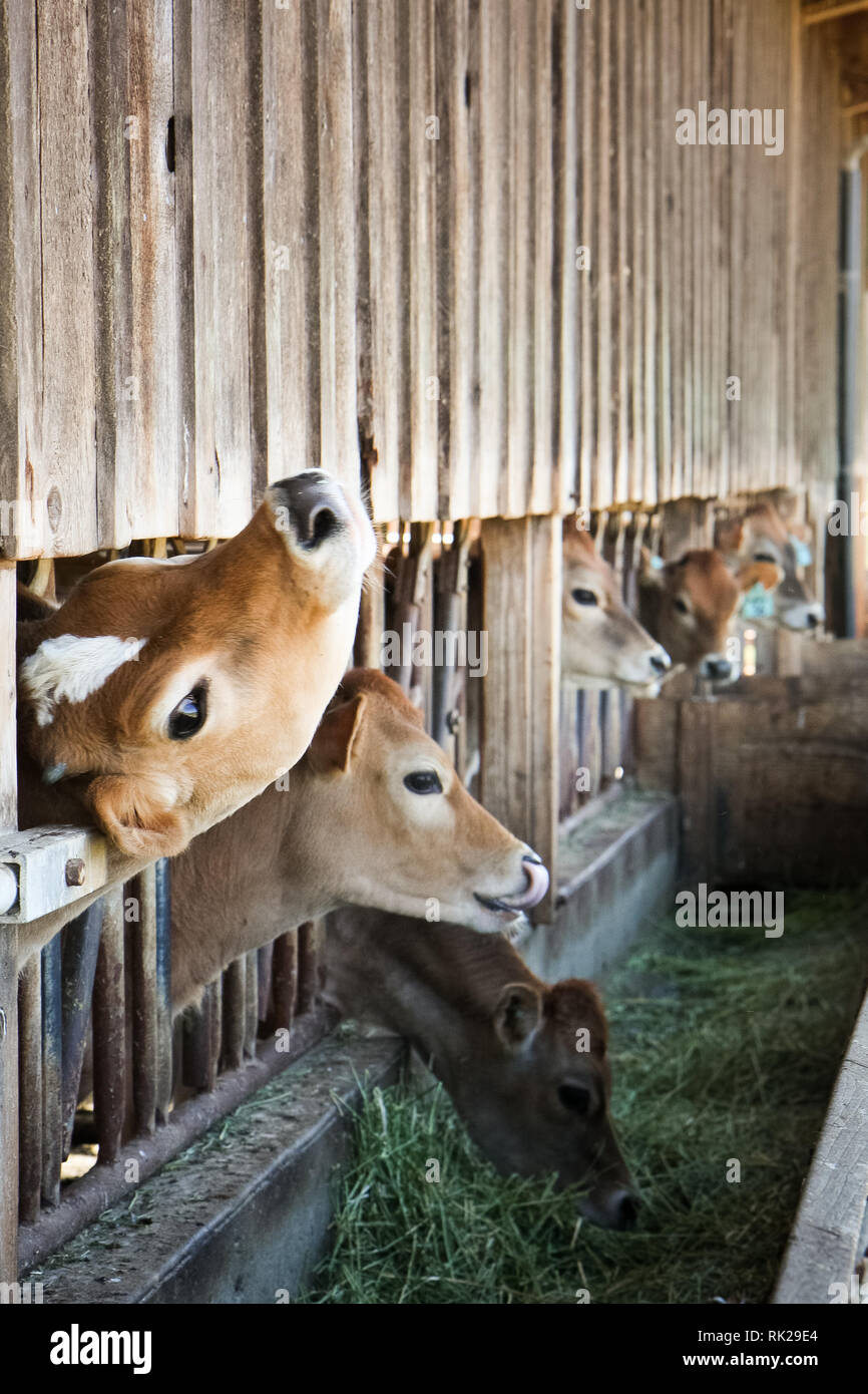 dairy cows eating alfalfa in barn Stock Photo Alamy