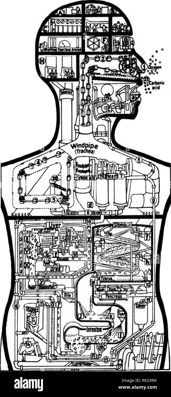 . Arthur and Fritz Kahn Collection 1889-1932. Kahn, Fritz 1888-1968; Kahn, Arthur David 1850-1928; Natural history illustrators; Natural history. IV The Human Faclory o %m acid. I. Brain A Judgement B Intelligence C Csntre of Glands D Musclc-ccnlrcs E Will F Ear, G Eye H Nervc-Ccntrc 1. 2. 3. 4. 5. 6. 7. 8. 9. 10. 11. 12. 13. 15. 16. 17., 19. 20. 21. II. Respiration Oxygcn Upper Nose-passage Wind-pipe Lung Passage of Oxygen inlo Blood Arlery connecting Lung and Heart Lefl Hearl-pump Large Artcry of Neck Aorta Arterial tube lo Pancreas to Spleen to Leg-turbine 14. „ to Bonc-marrow „ to Kidney V Stock Photo