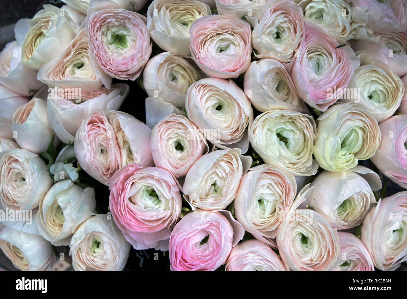 bouquet of ranunculus as a background Stock Photo - Alamy
