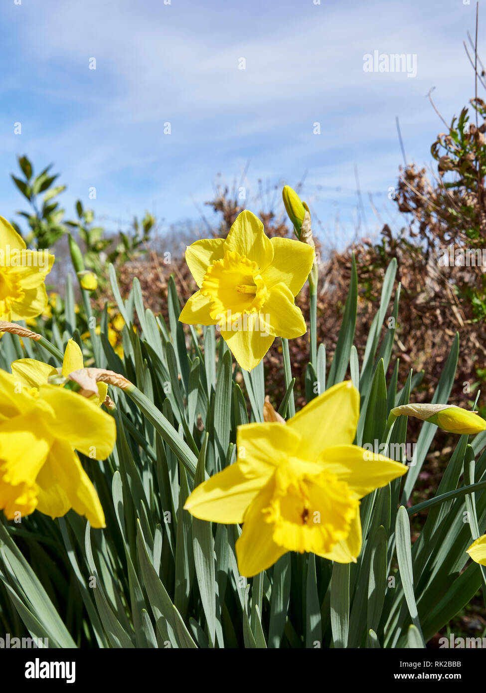 Daffodil or narcissus of the amaryllidaceae family of bright yellow and early blooming garden flower grown in home gardens. Stock Photo