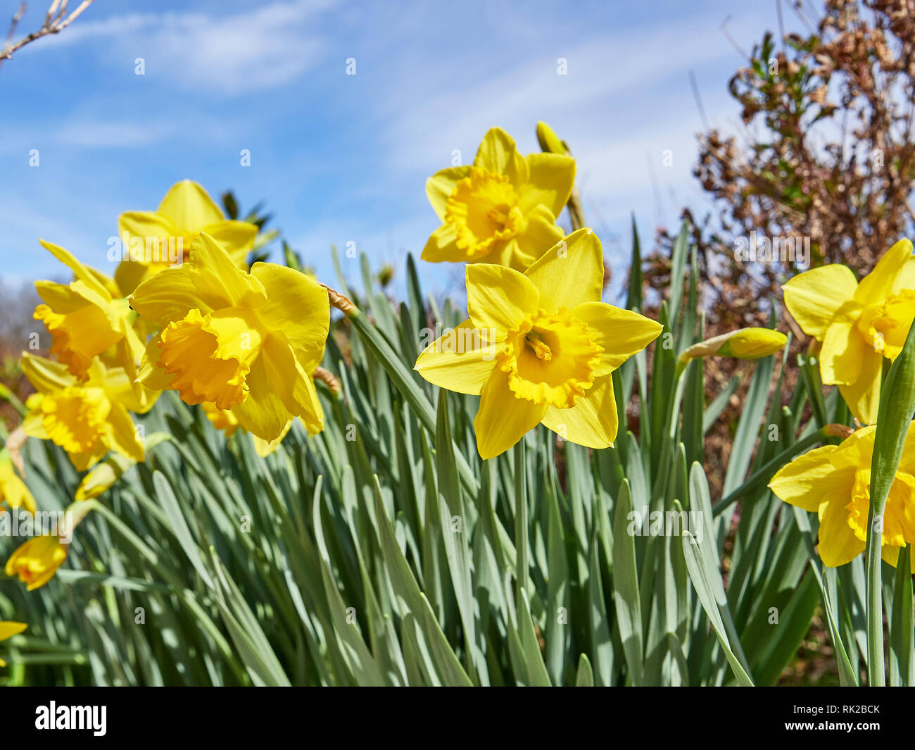 Daffodil or narcissus of the amaryllidaceae family of bright yellow and early blooming garden flower grown in home gardens. Stock Photo