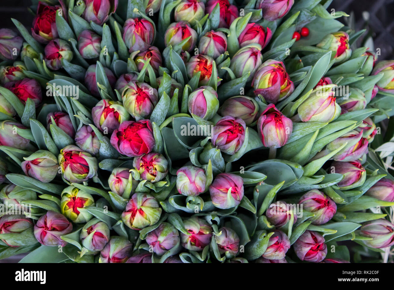the bouquet of red tulips for sale at the market. Tulip background