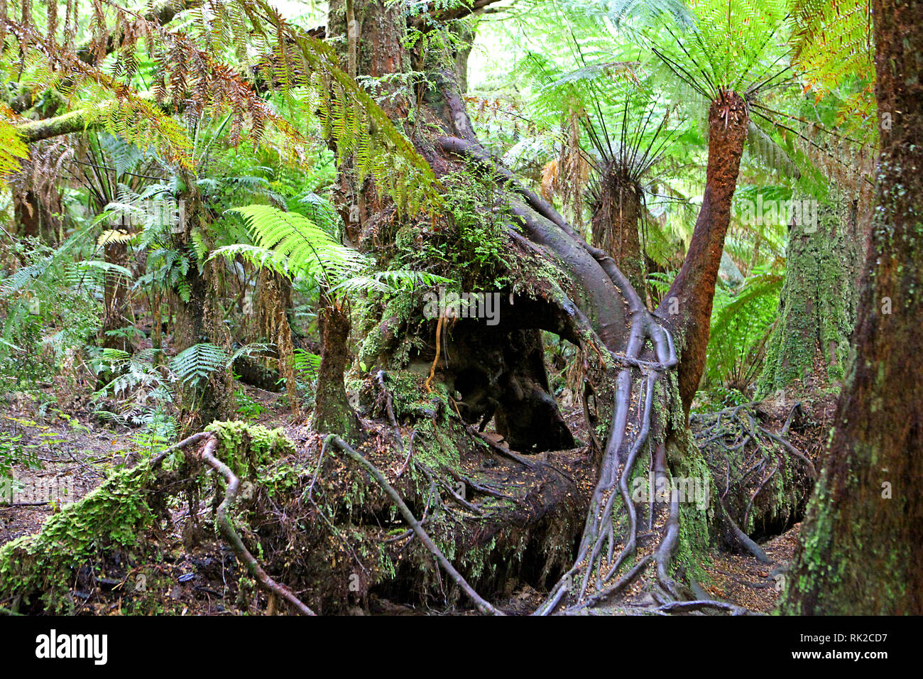 Visit Australia.  Foliage, forests and pathways in some of Australia's rain forests Stock Photo