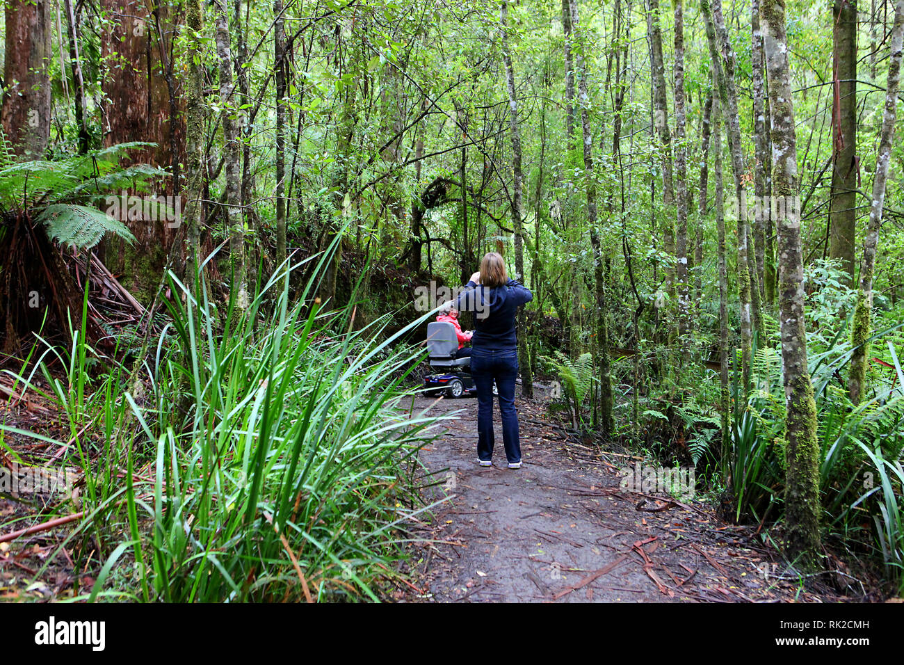 Visit Australia.  Foliage, forests and pathways in some of Australia's rain forests Stock Photo