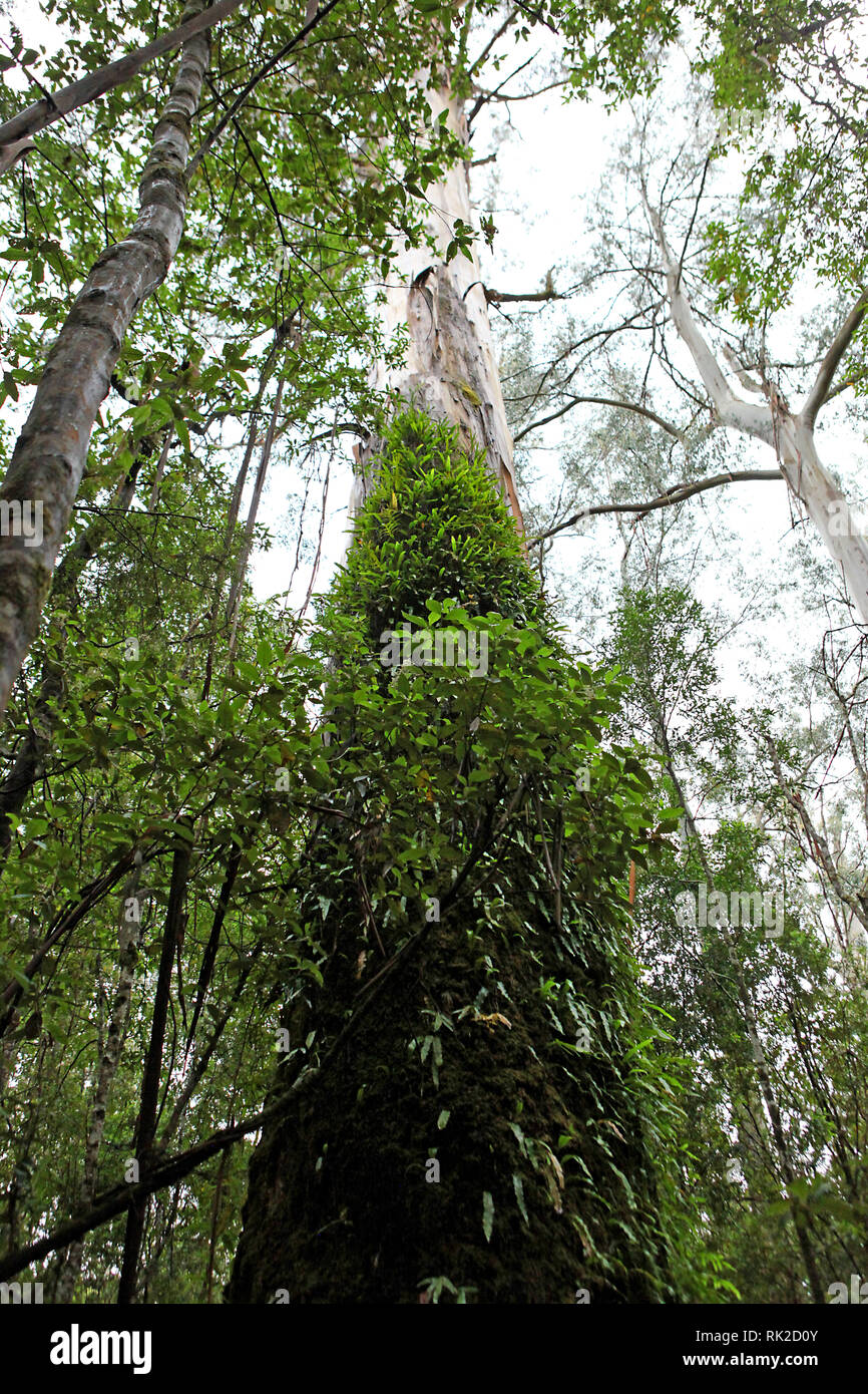 Visit Australia. Foliage, forests and pathways in some of Australia's rain forests.  boardwalk at Maits Rest rainforest in the Otways Stock Photo