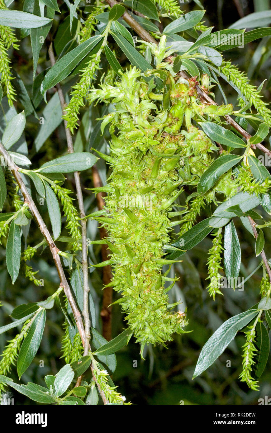 Mossy Willow Catkin Gall Stock Photo