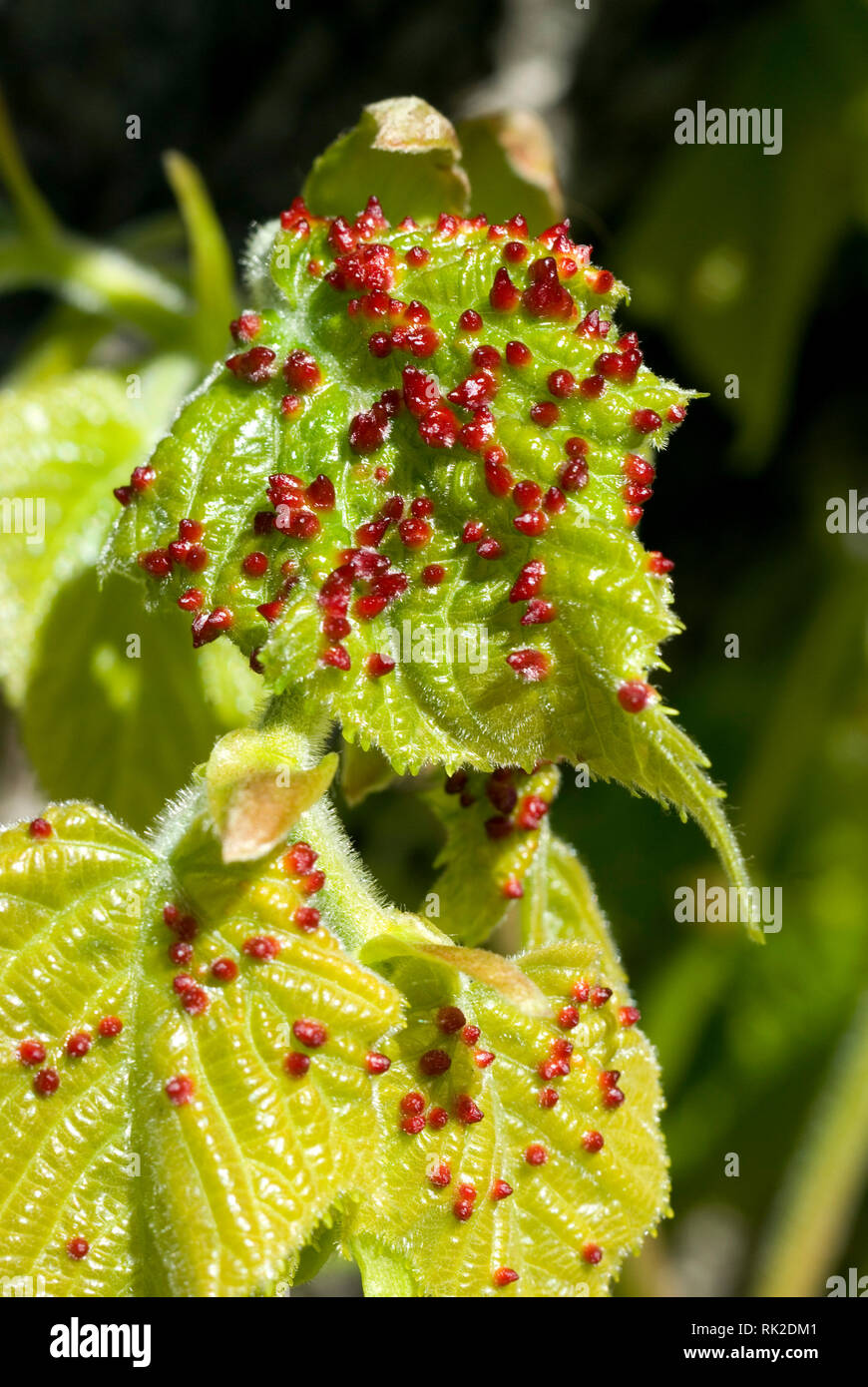 Lime Nail Gall Stock Photo