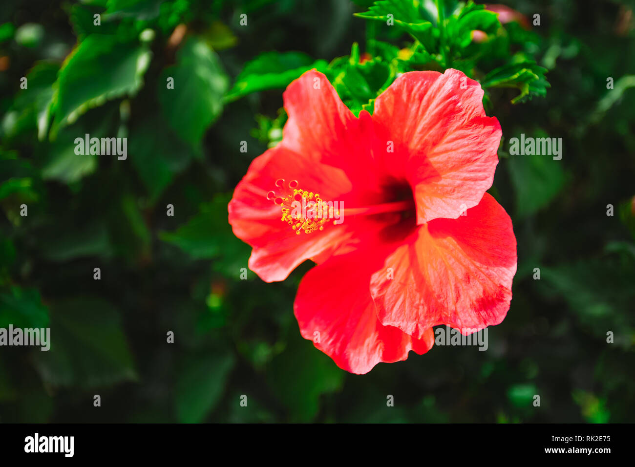 Closeup image of bright vivid red hibiscus flower growing outdoors in park or garden. Horizontal color photography. Stock Photo