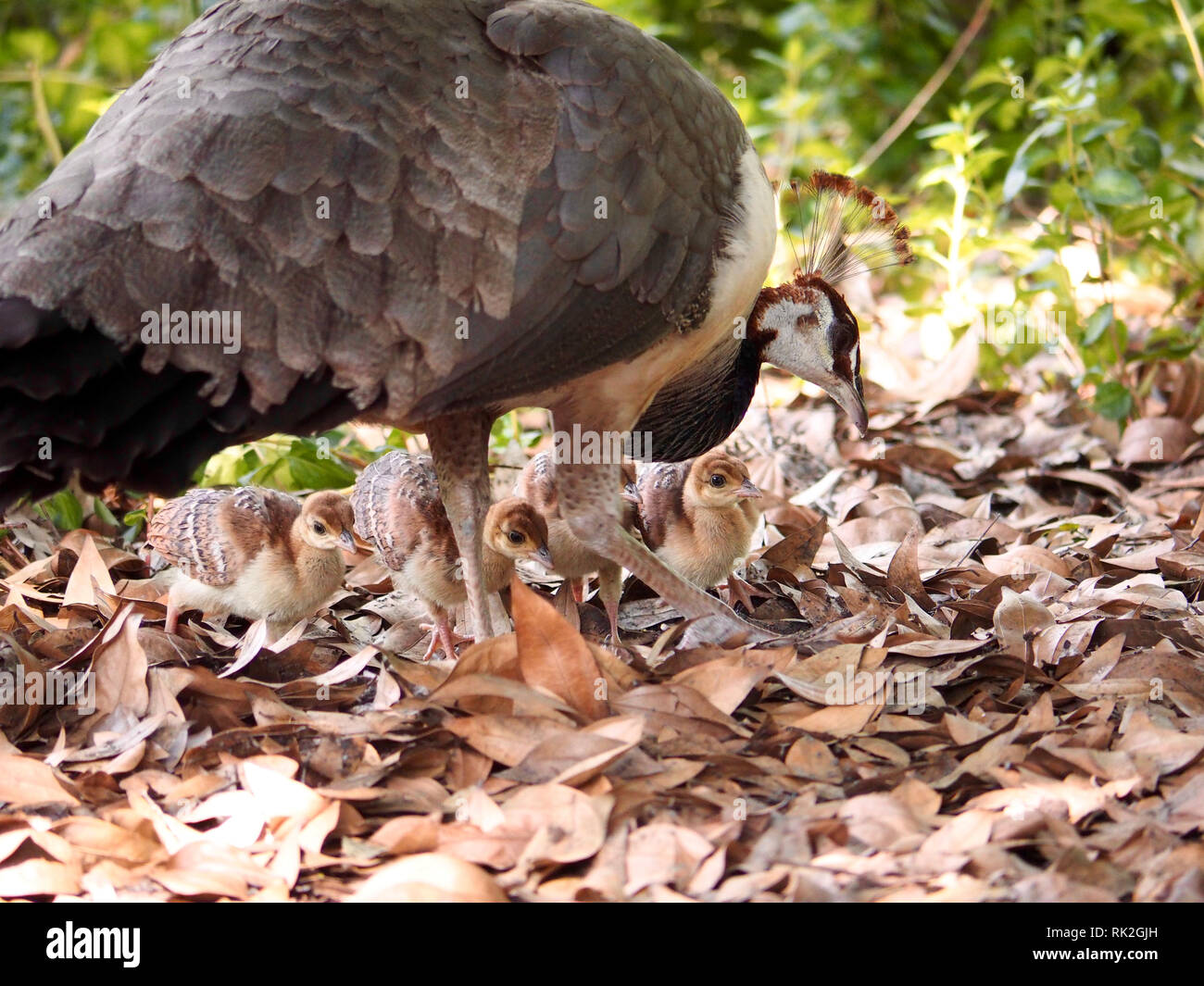 Peahen tending her kids in the arboretum in Arcadia, CA, USA Stock Photo