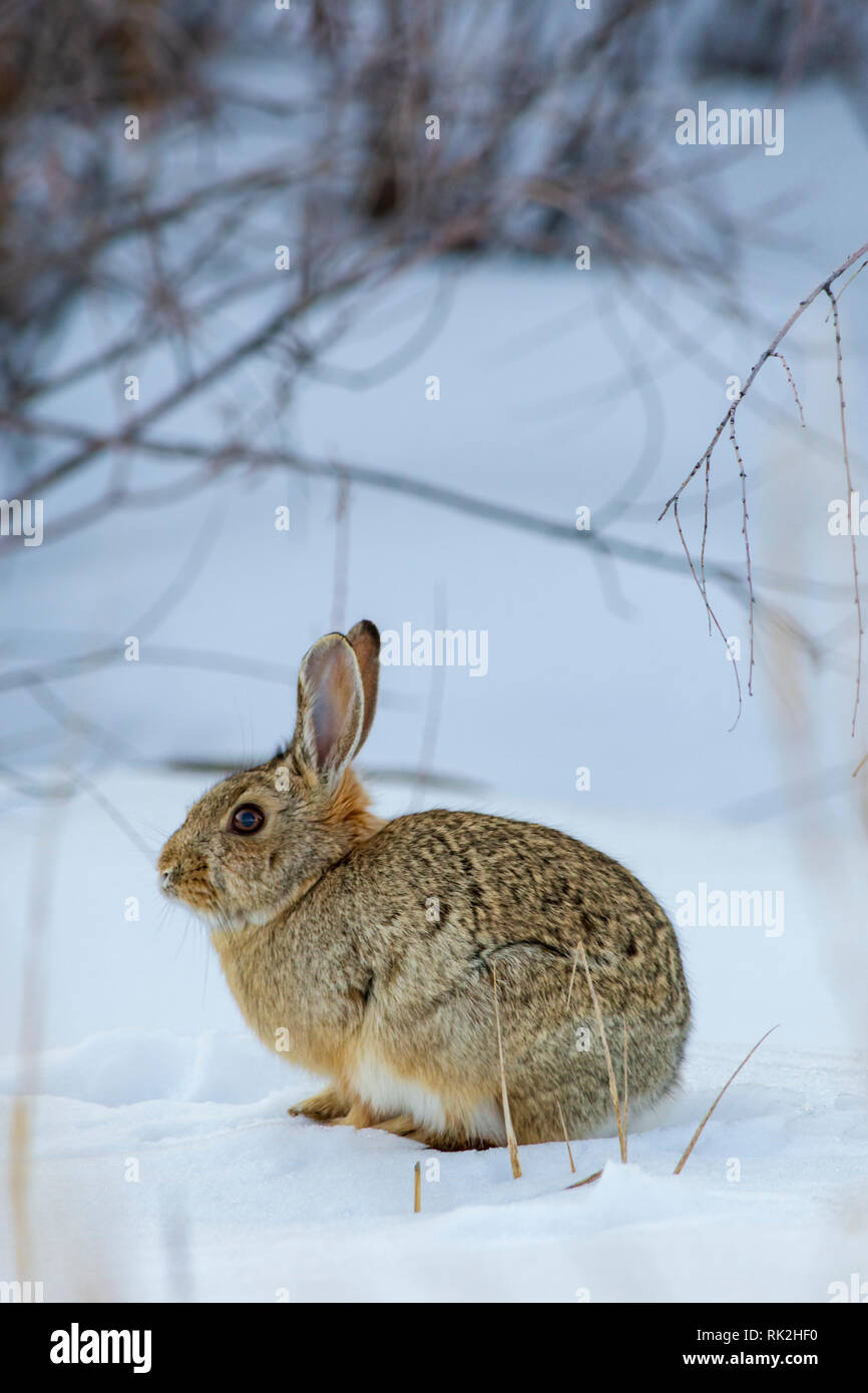 Mountain or Nuttall's Cottontail rabbit (Sylvilagus nuttalli) in winter ...