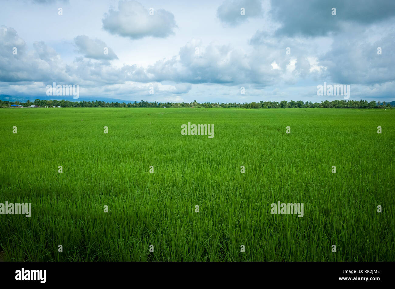 Lush Expansive Rice Paddies Stretching to the Horizon - Leyte, Philippines Stock Photo
