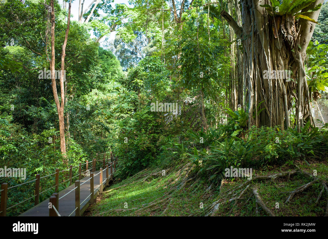 Jungle Walkway with Lush, Exotic Tree Vines - Bukit Timah, Singapore Stock Photo