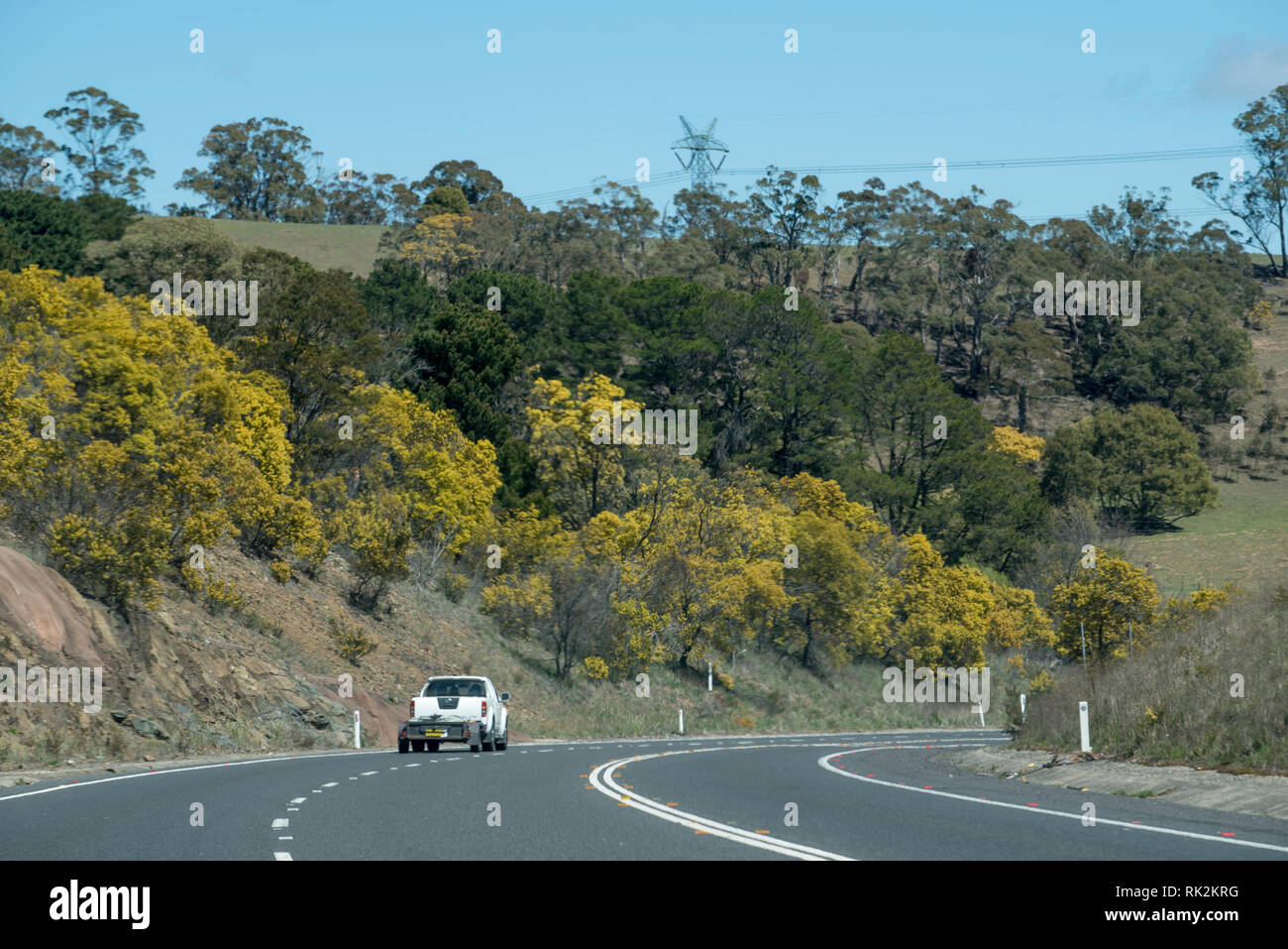 Golden Wattle (Acacia pycnantha) in full bloom, lines the road side on the Mitchell Highway heading west towards the inland centre of Bathurst NSW Stock Photo
