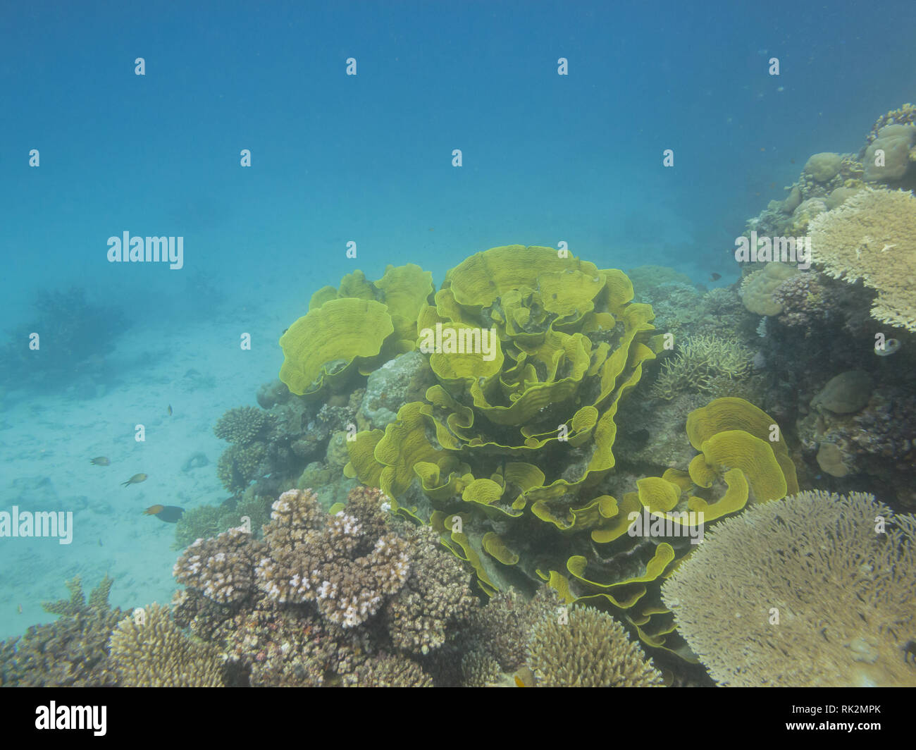 Closeup of cluster of sea lettuce coral on Great Barrier Reef Australia Stock Photo