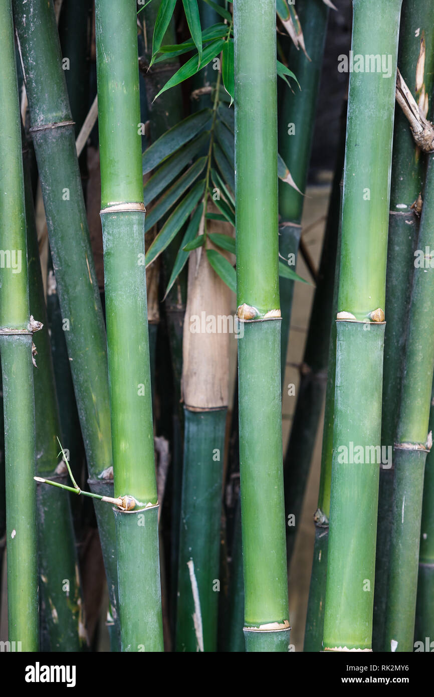 Closeup of stalks of green bamboo growing in straight upright hires