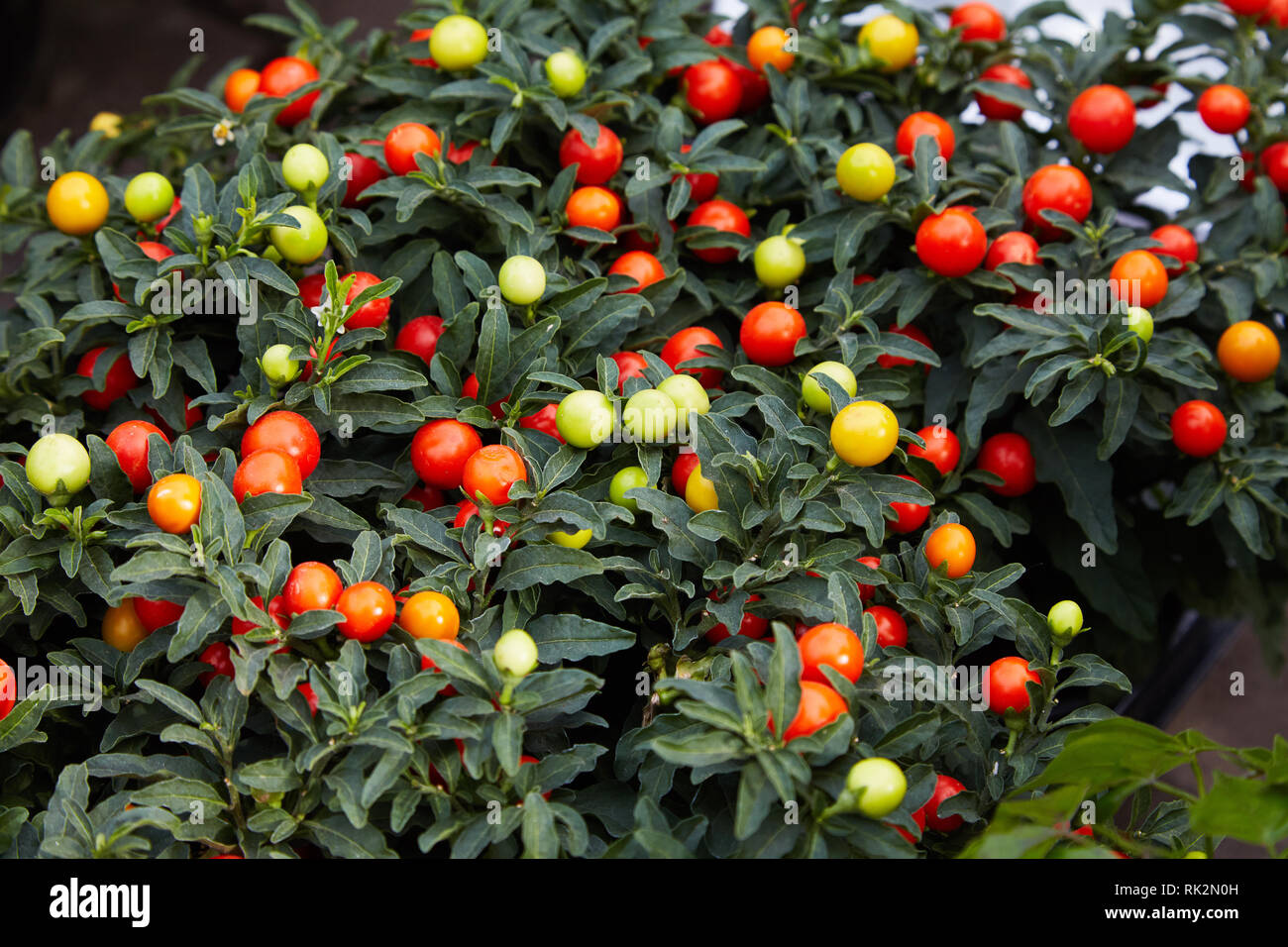 Winter cherry plant or Jerusalem cherry (Solanum Pseudocapsicum), ornamental plant for Christmas. Solanum pseudocapsicum berries, closeup. Nightshade Stock Photo