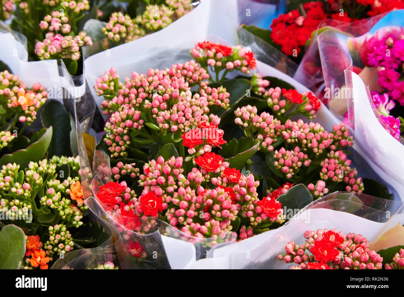 Mix of begonias. Begonia flowers in pots Stock Photo
