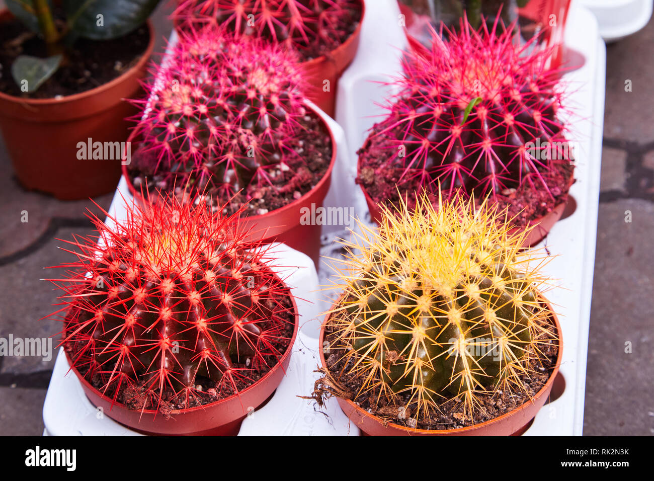 Echinocactus grusonii rainbow in pots, house plant, succulent. Golden Barrel Cactus, Echinocactus Grusonii Plant also known as golden ball Stock Photo