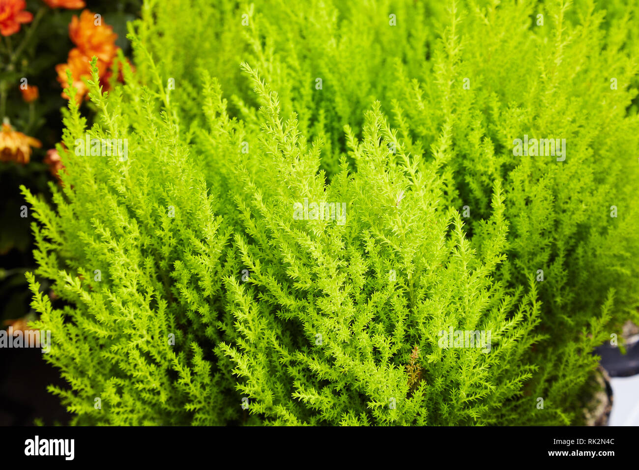 Young potted evergreen tree and shrub in the Cypress family Cupressaceae Stock Photo