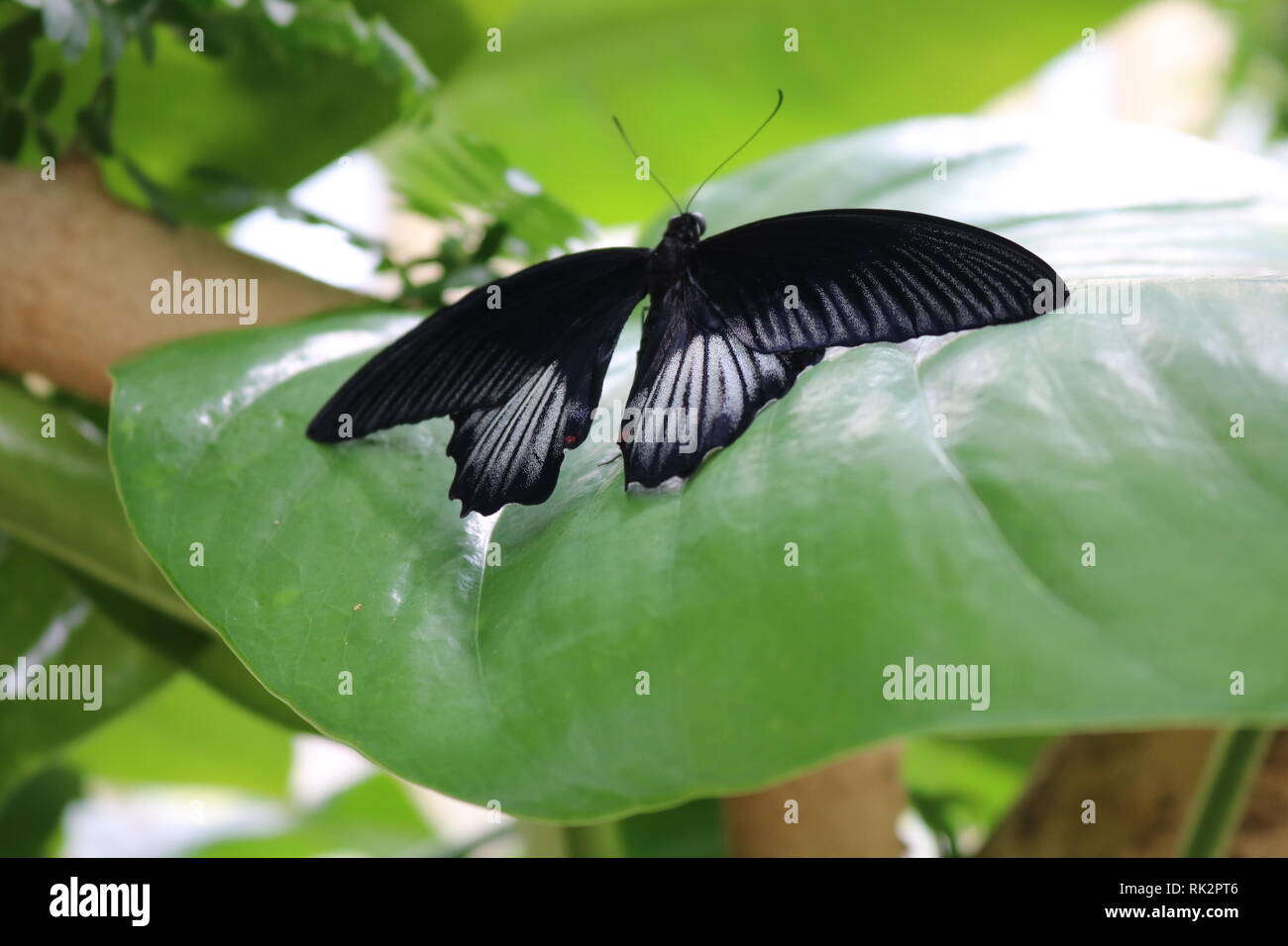 Black Butterfly Stock Photo Alamy Black Butterfly Stock Photo Alamy