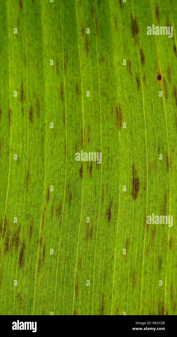 Banana Black Sigatoka Leaf Symptoms Stock Photo