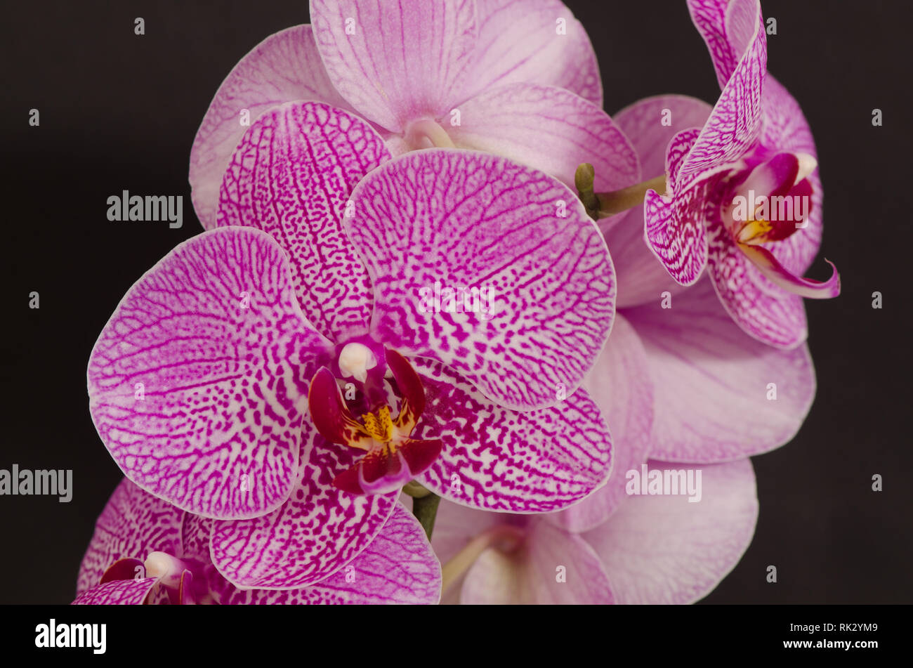 Phalaenopsis cultivar Orchid Stock Photo