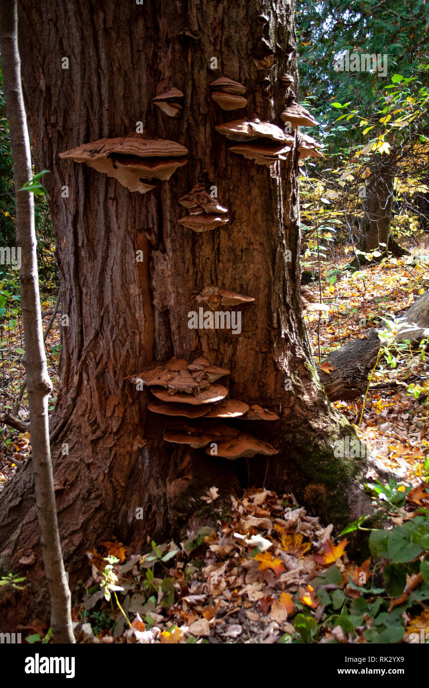 Tree trunk with growths in Ontario, Canada Stock Photo Alamy