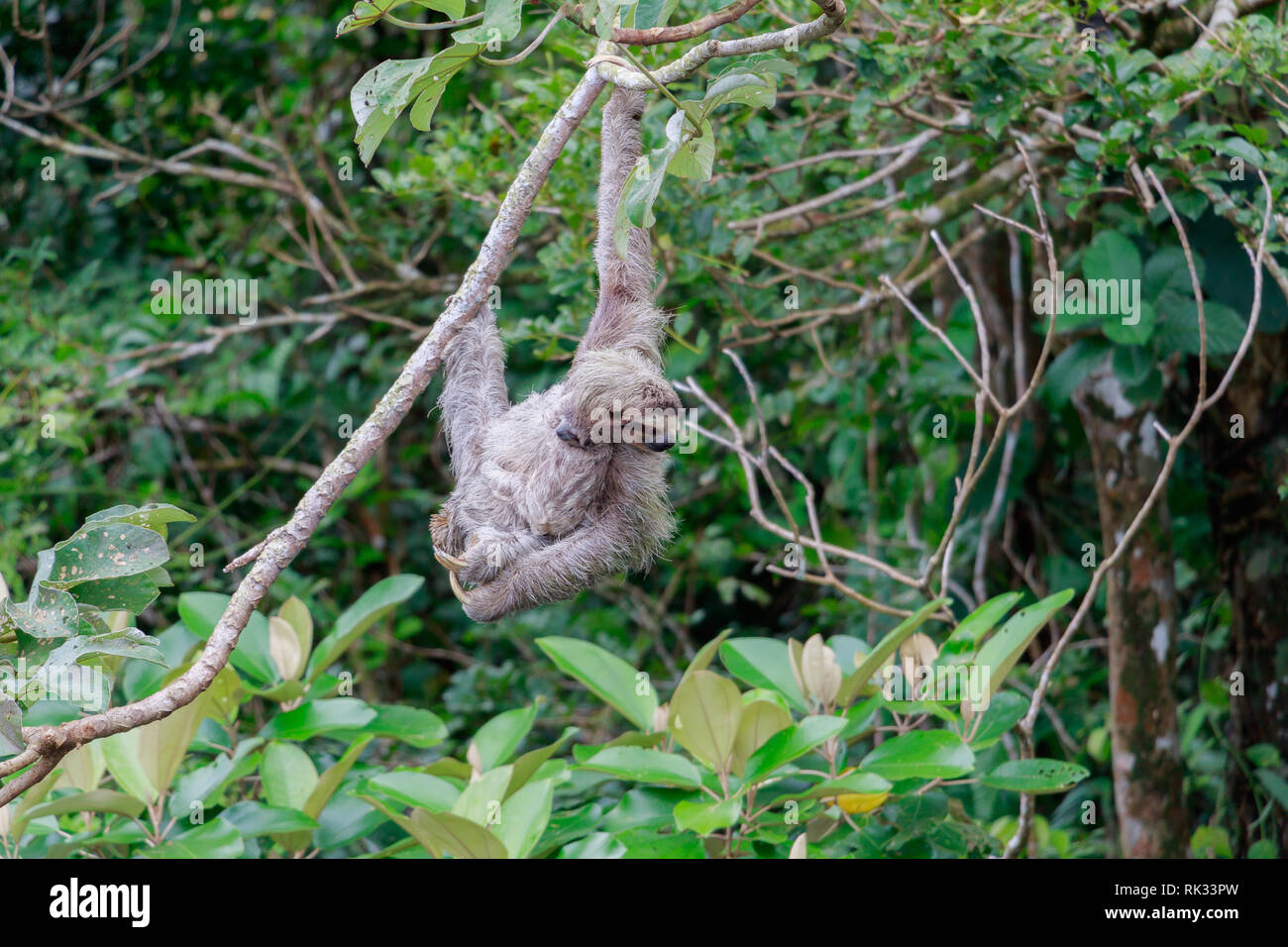Hanging from a tree branch a mother sloth carries her baby in the dense Panama jungle. Stock Photo