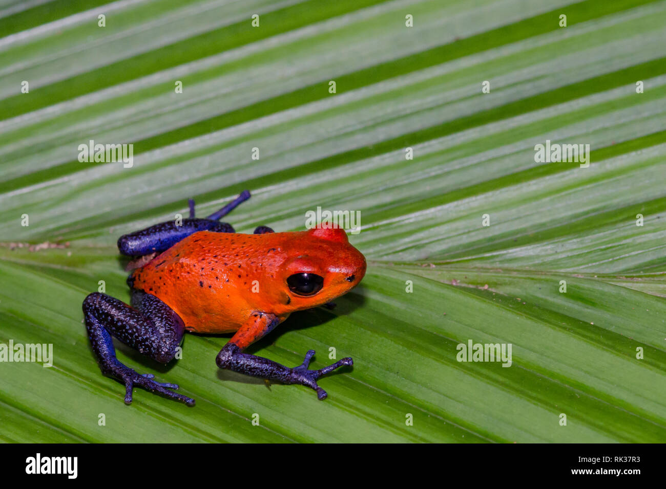Strawberry Poison Dart Frog (Oophaga pumilio Stock Photo Alamy