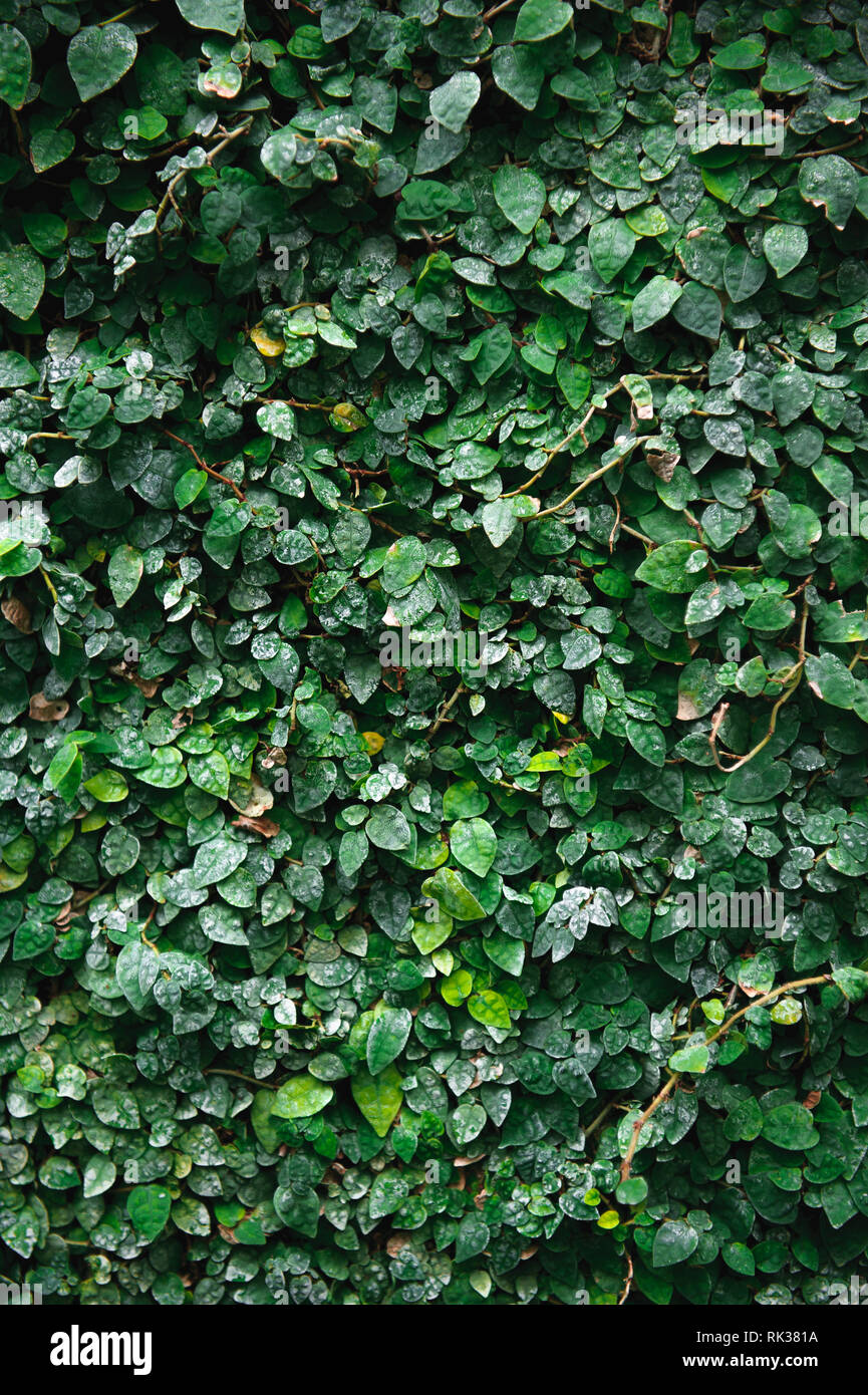 Natural green leaf wall, Texture background Stock Photo Alamy