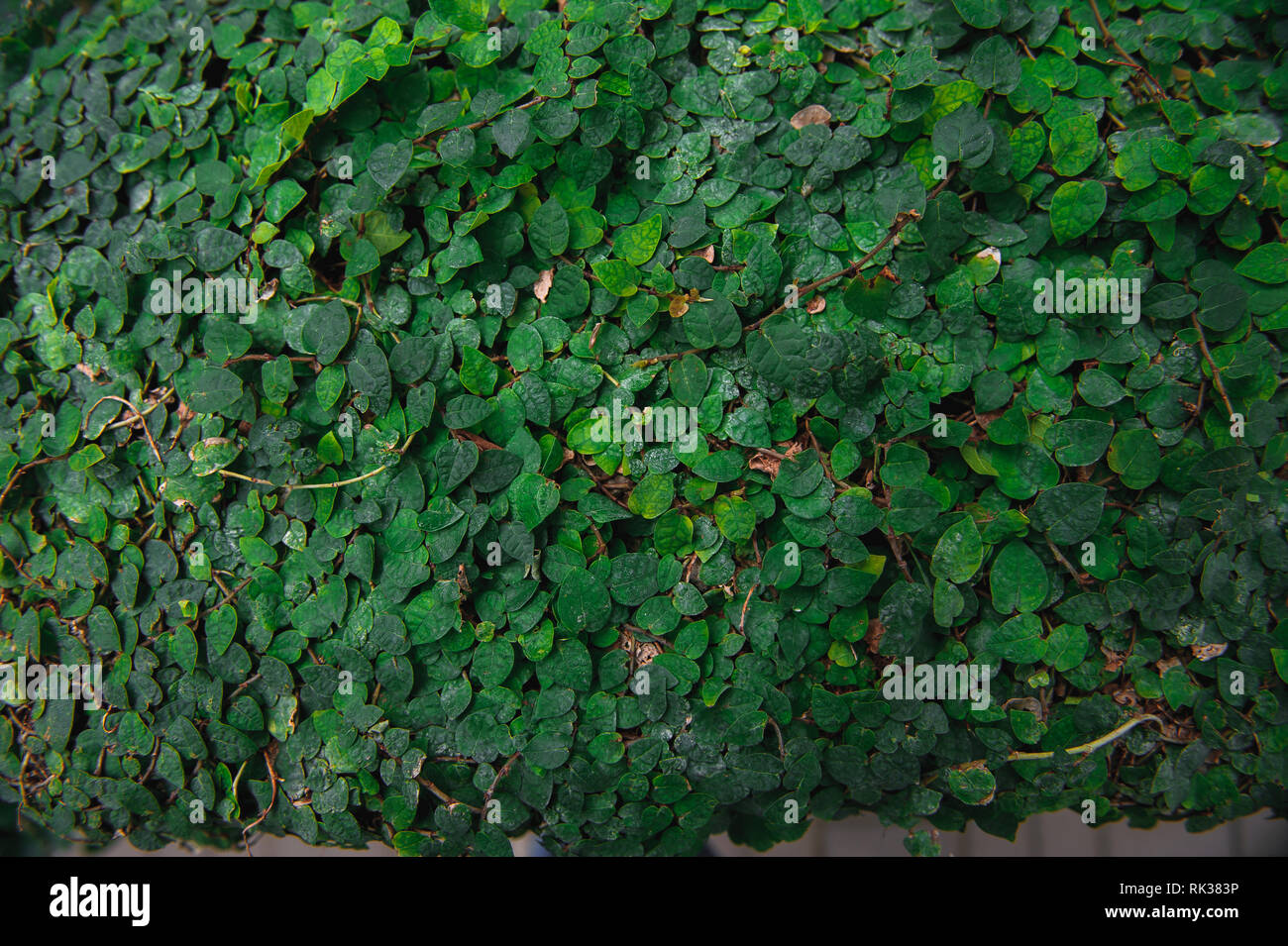 Natural green leaf wall, texture background Stock Photo Alamy