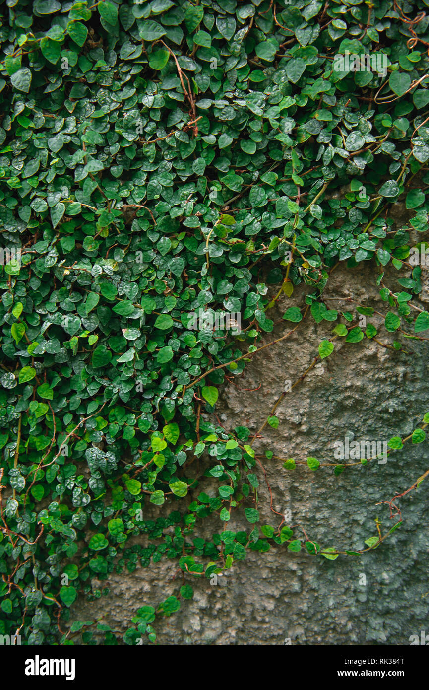 Natural green leaf wall, texture background Stock Photo Alamy
