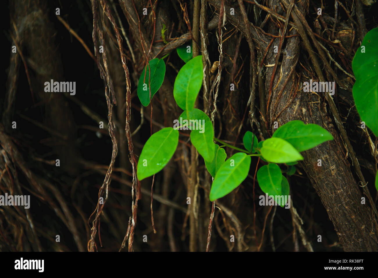 Leafless bush that looks like a bird's nest Stock Photo Alamy
