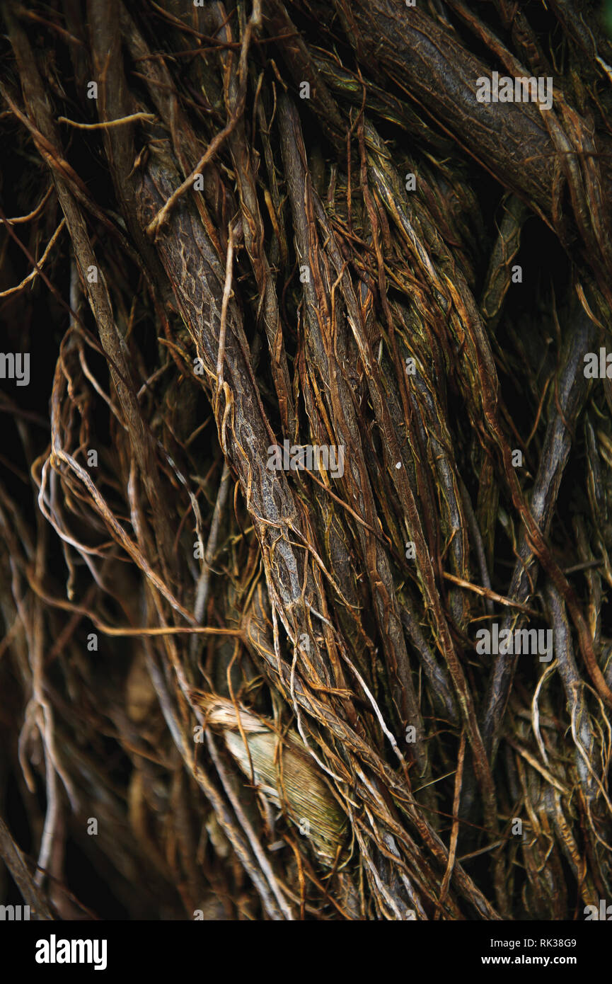 Leafless bush that looks like a bird's nest Stock Photo Alamy