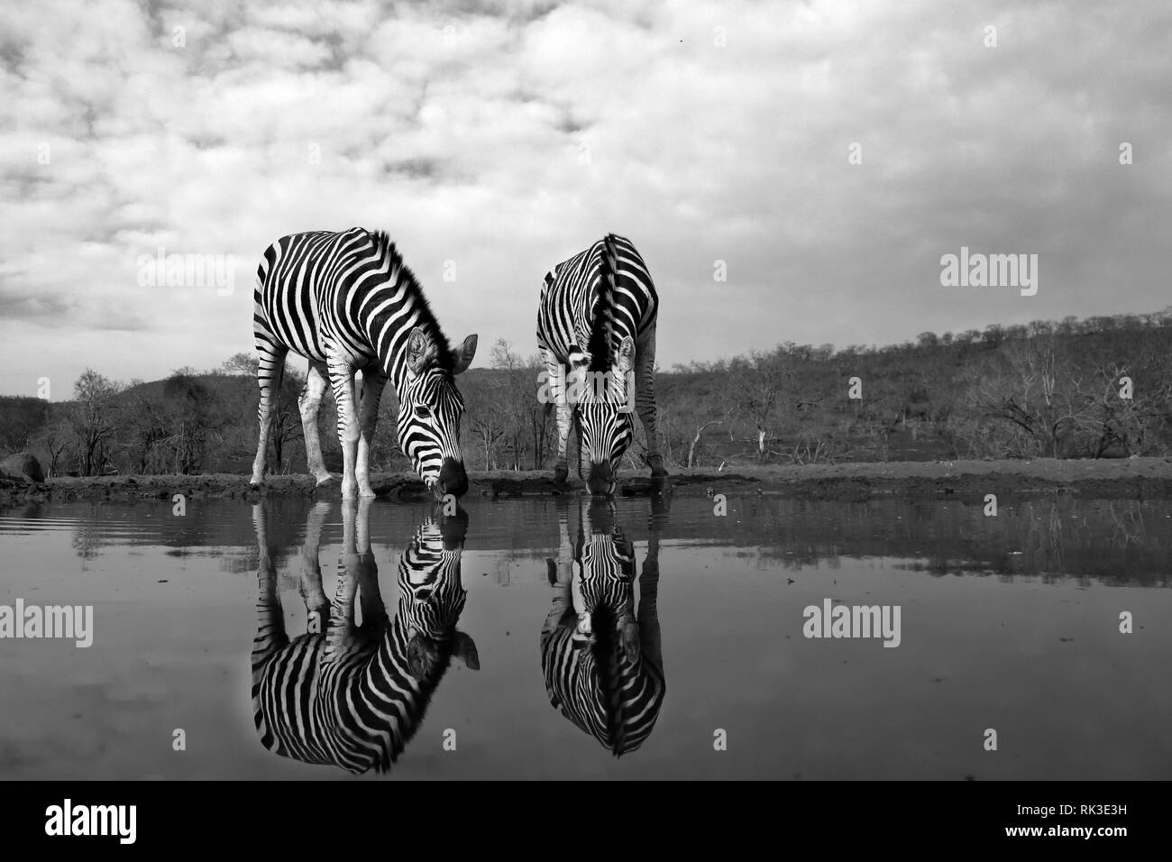Two zebras water in a pool of water in the savannah, the photo was drawn in black and white Stock Photo