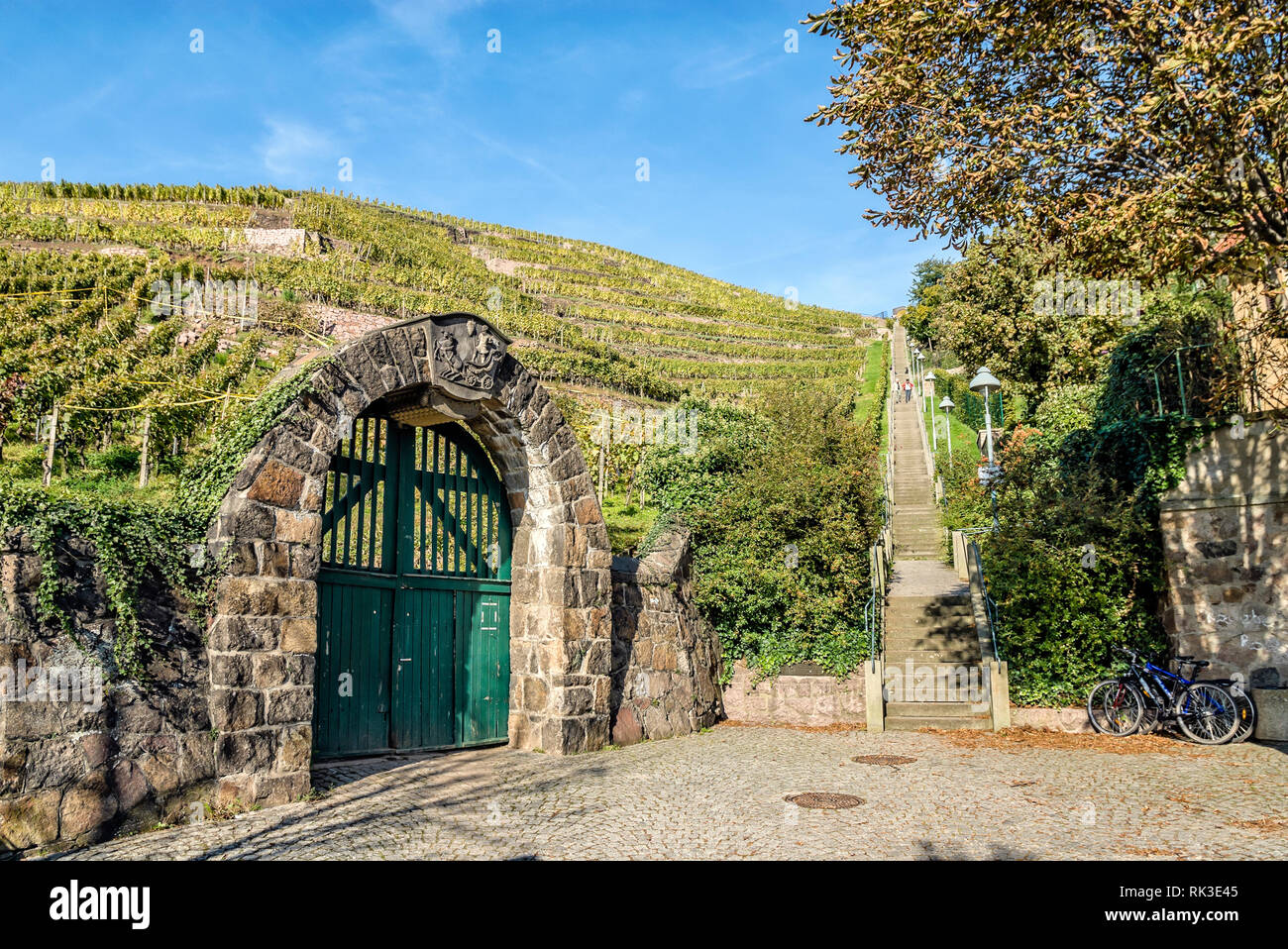 Vineyard 'Golden Wagon' and Spitzhaustreppe at the Radebeul Vineyards Stock Photo