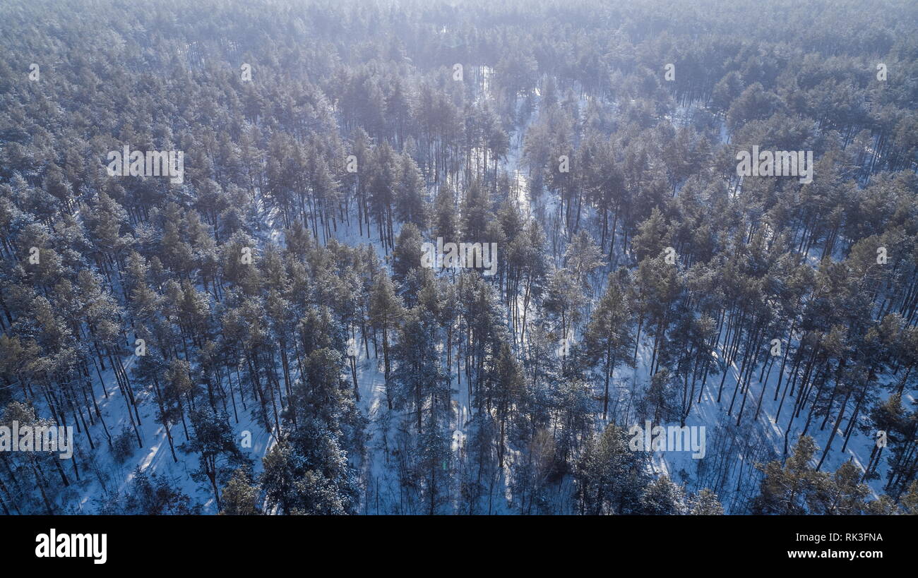 Aerial view of the pine forest in winter Stock Photo - Alamy
