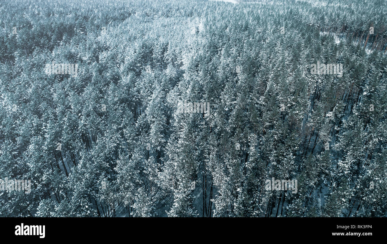 Aerial view of the pine forest in winter Stock Photo - Alamy