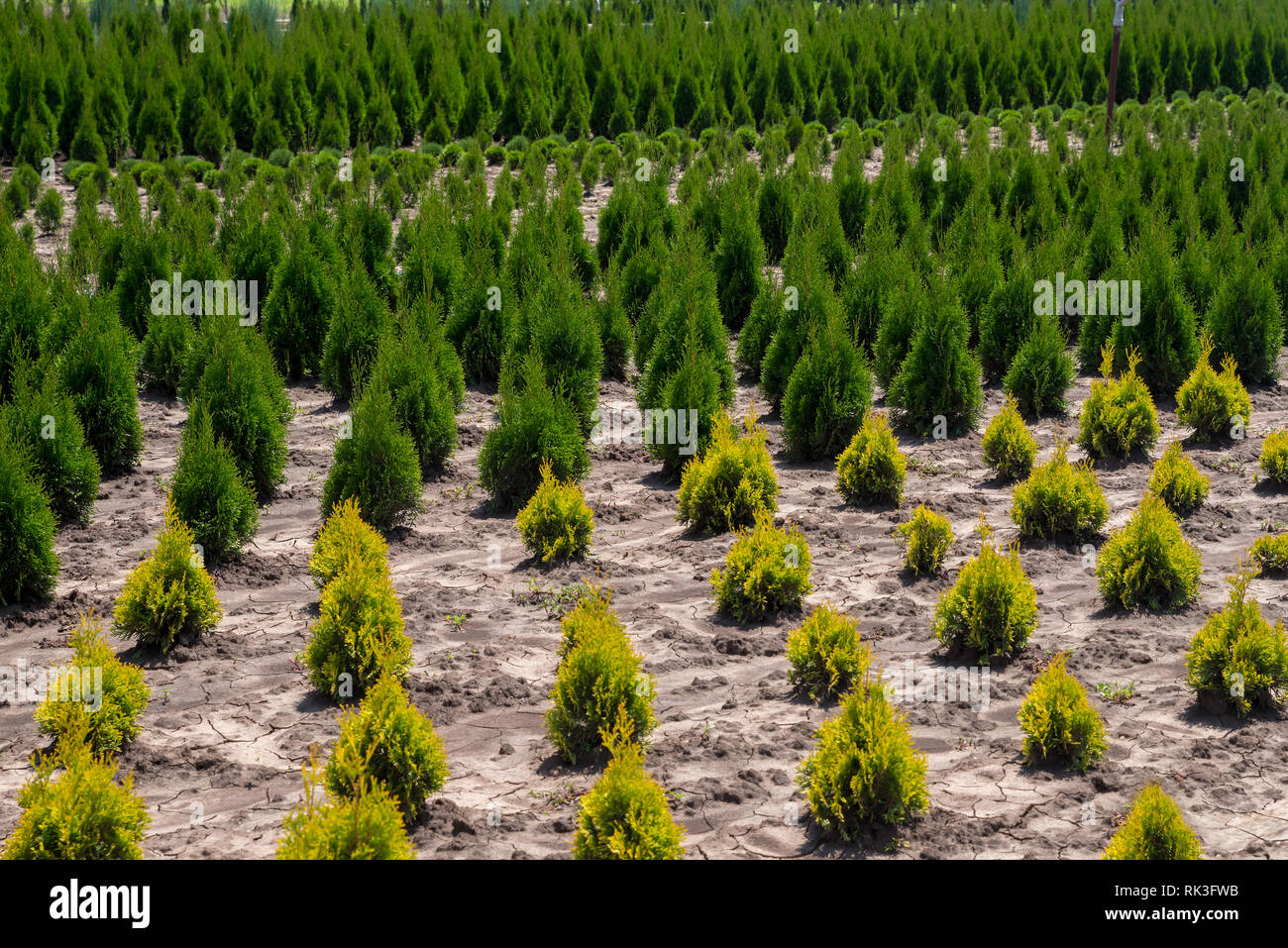 Young thuja occidentalis in flower pot in garden center. Plant nursery. Stock Photo