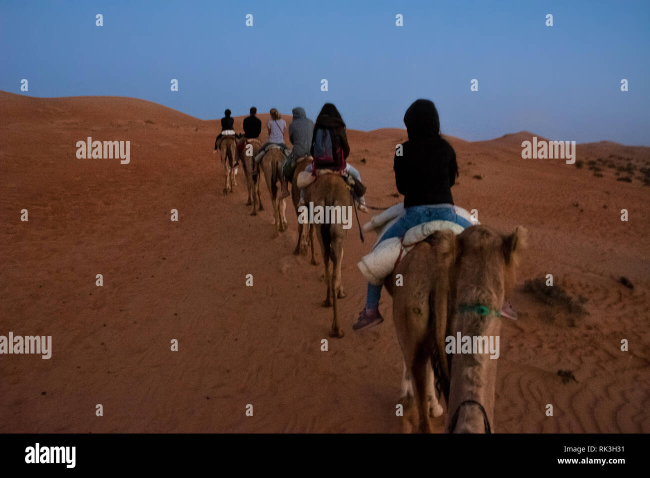 Group of tourists ride dromedaries at dawn in the desert dunes (Oman) Stock Photo