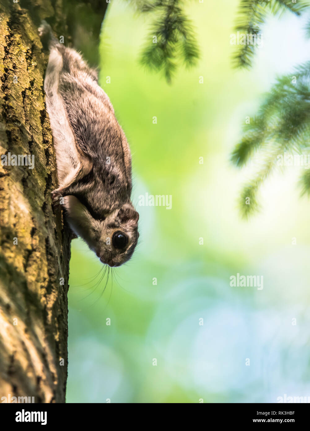Flying Squirrel Stock Photo