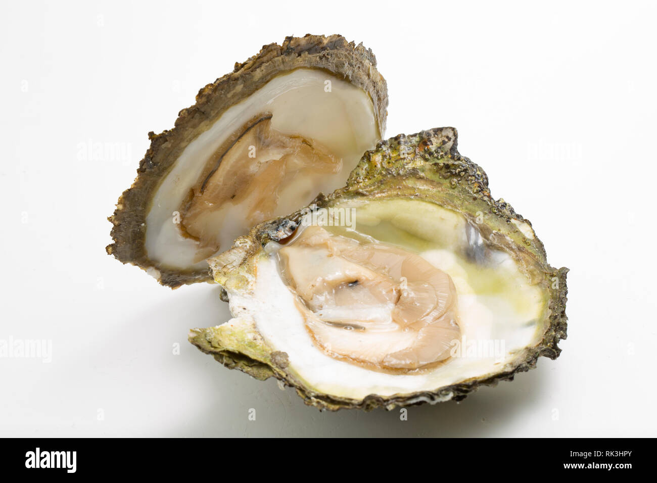 Ostrea edulis hires stock photography and images Alamy