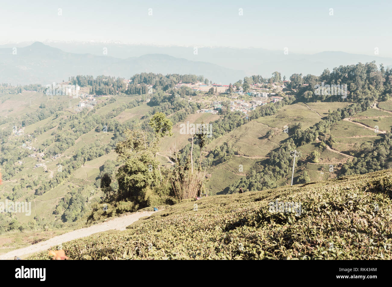 The relief landscape of the tea plantation at Cooch Behar Tea Garden