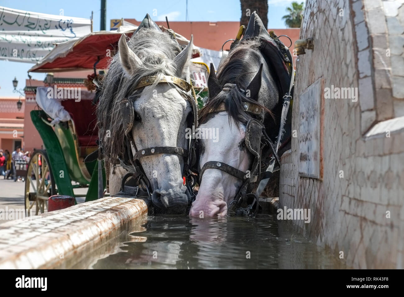 Thirsty Carriage Horses, Marrakech Stock Photo