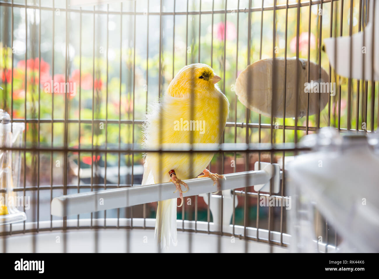 Yellow canary (Serinus canaria) in cage, small domestic bird Stock Photo