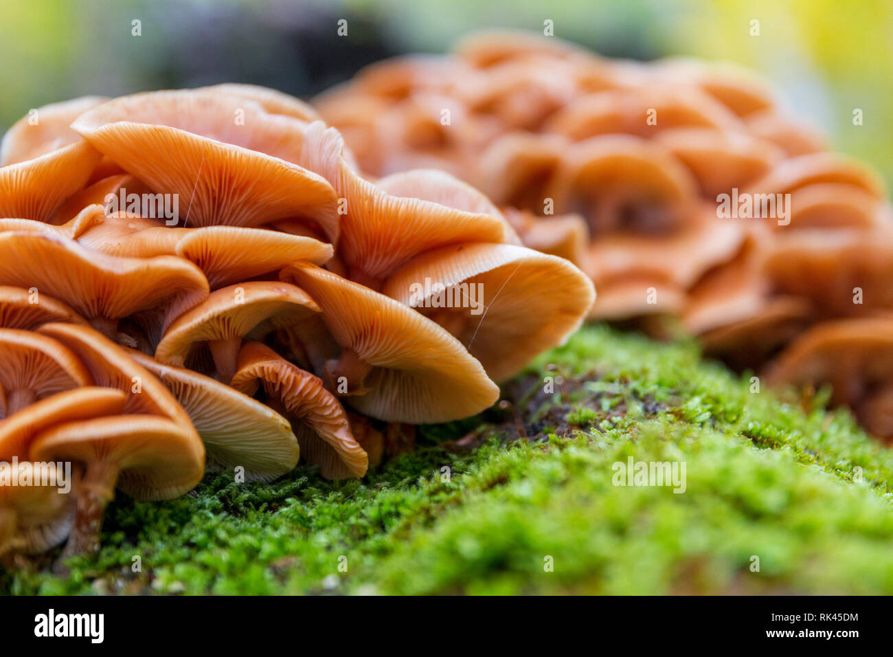 Beautiful forest mushrooms and moss on tree trunk. Closeup picture of the group mushrooms Stock