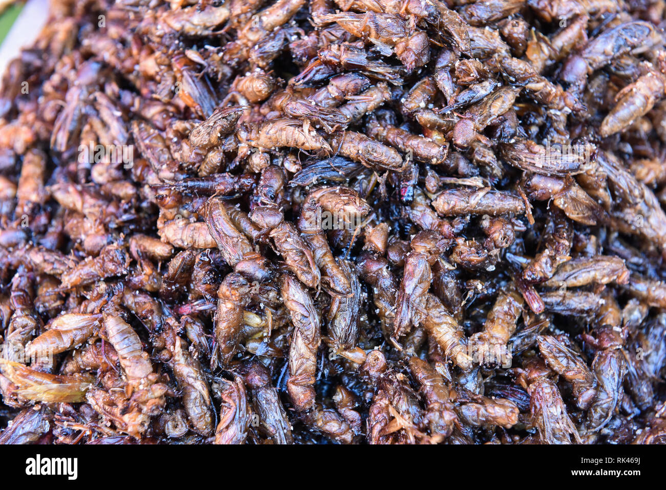 Edible crickets hires stock photography and images Alamy