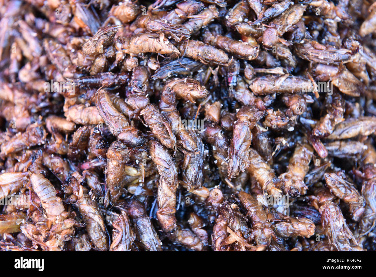 Are Mole Crickets Harmful To Dogs